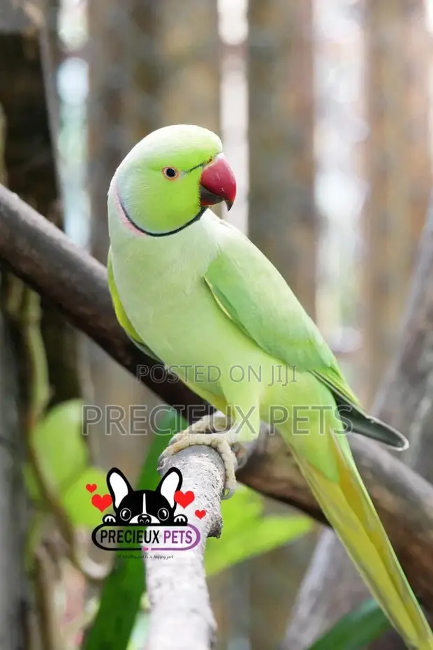 Rose Ringneck Parrot in Teshie Birds, Precieux Pets