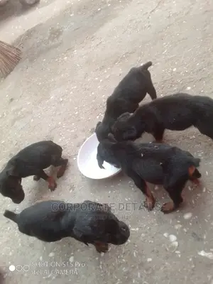 0-1 Month Male Purebred Doberman Pinscher