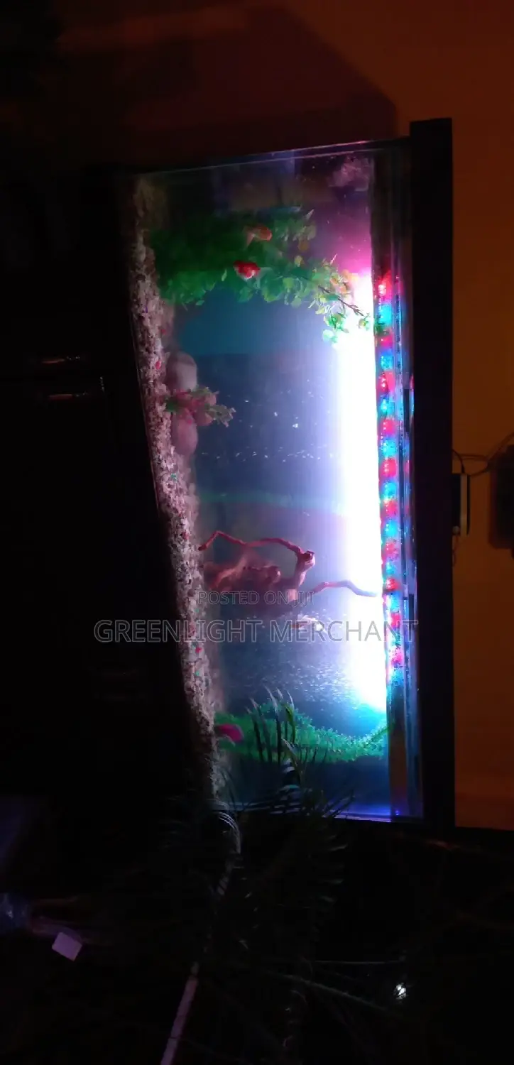 Beautiful Aquariums