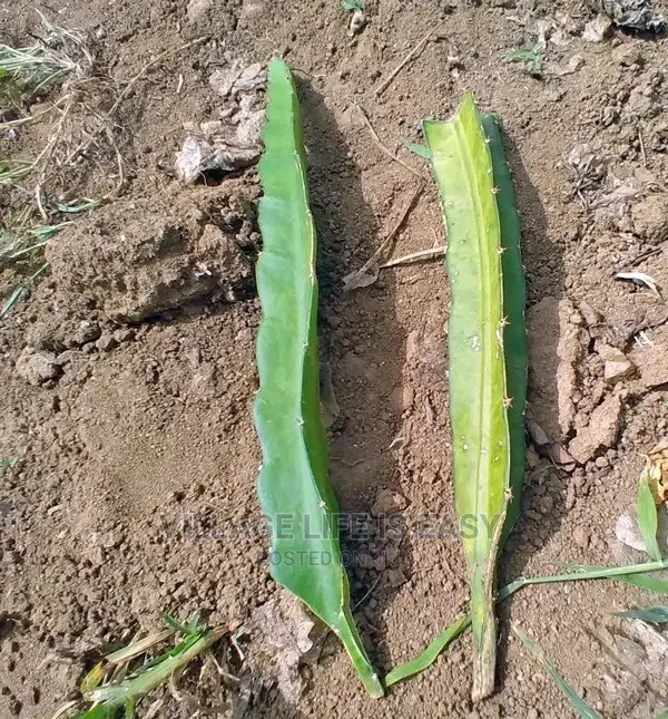 Dragon Fruit Cuttings for Sale , Call
