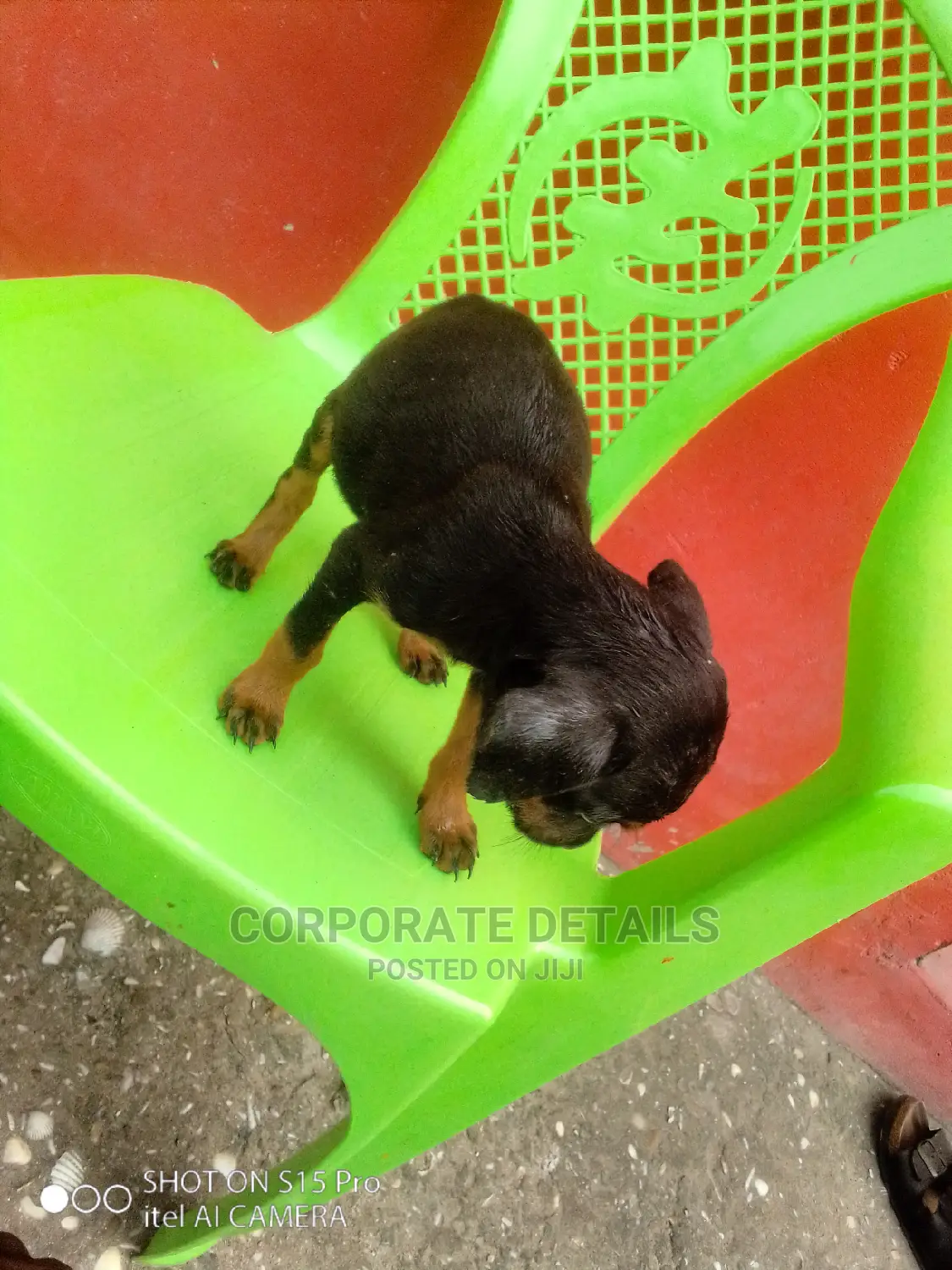 1-3 months Female Purebred Doberman Pinscher