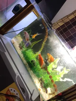 Tabletop Aquarium With 5 Fishes