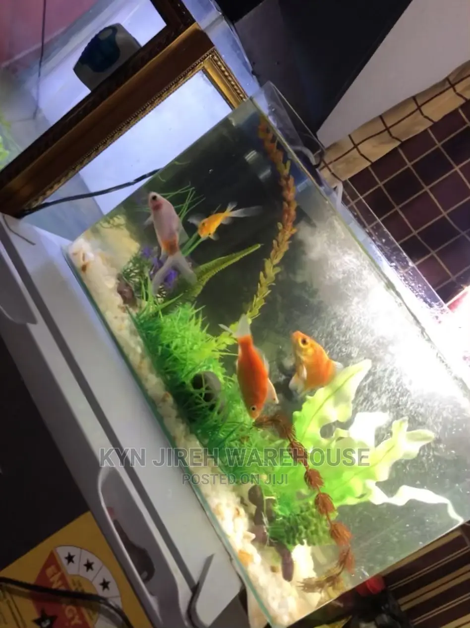 Tabletop Aquarium With 5 Fishes