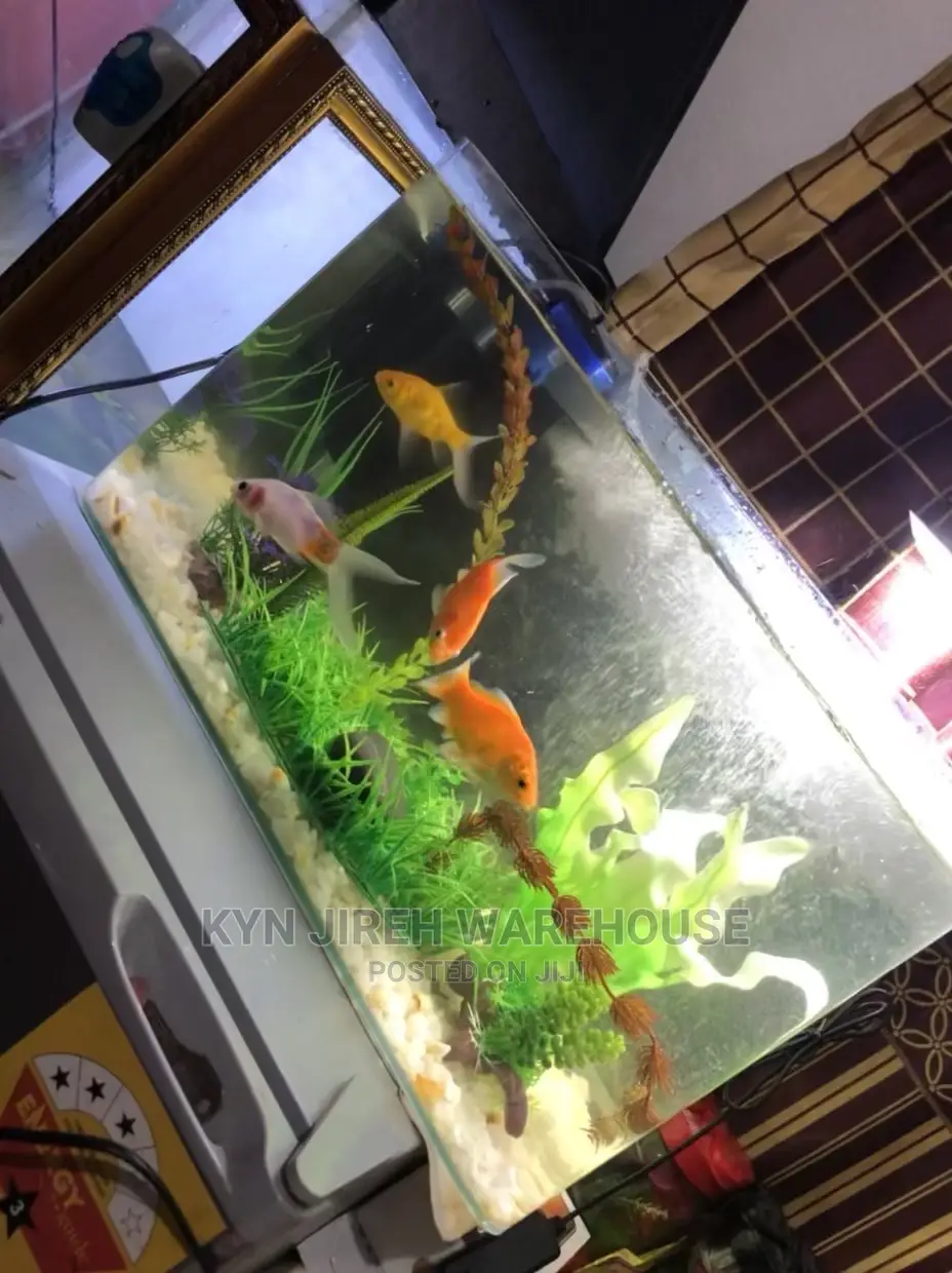 Tabletop Aquarium With 5 Fishes