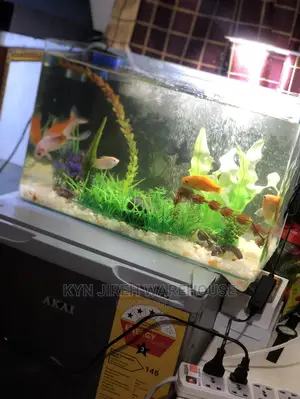 Tabletop Aquarium With 5 Fishes