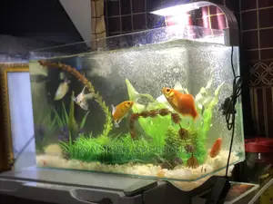Tabletop Aquarium With 5 Fishes