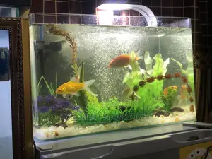 Tabletop Aquarium With 5 Fishes