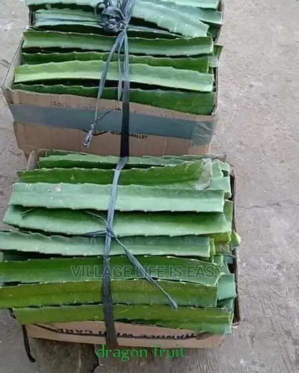 Healthy Dragon Fruit Cutting Yellow