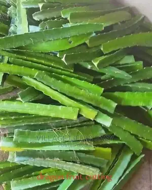 Healthy Dragon Fruit Cutting Yellow