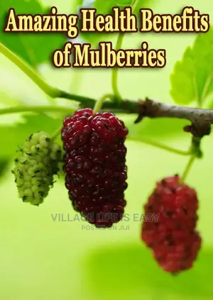 Healthy Mulberry Cuttings for Sale