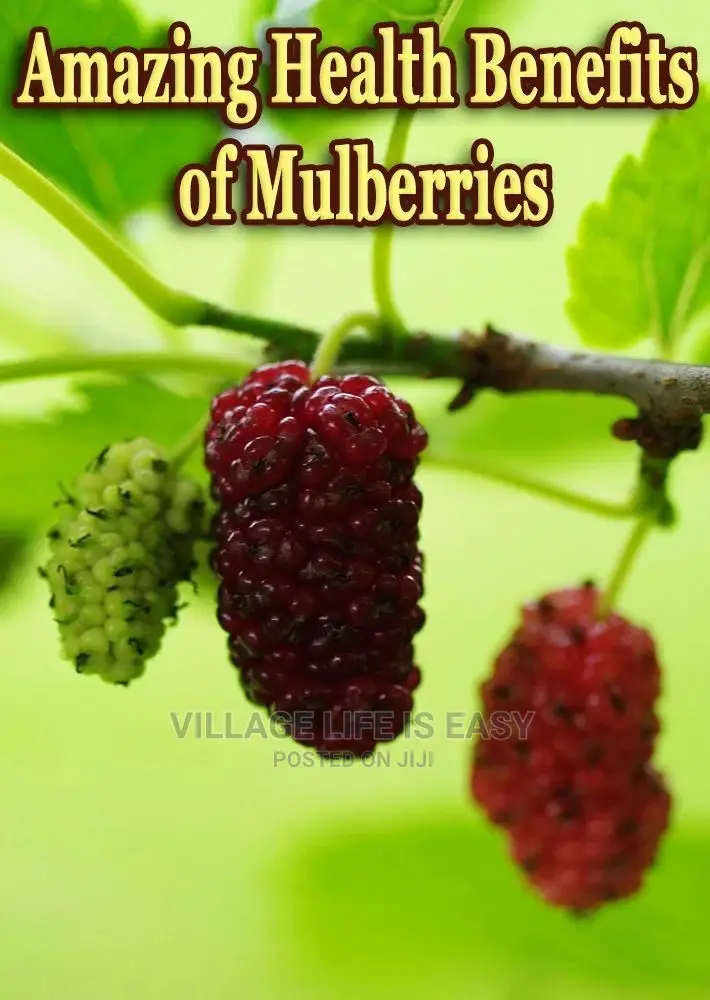 Healthy Mulberry Cuttings for Sale