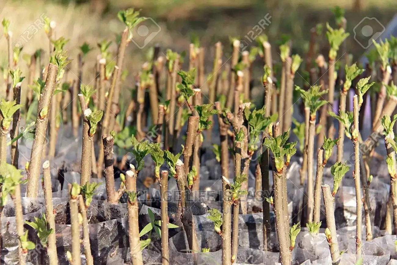 Healthy Mulberry Cuttings for Sale