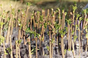 Healthy Mulberry Cuttings for Sale