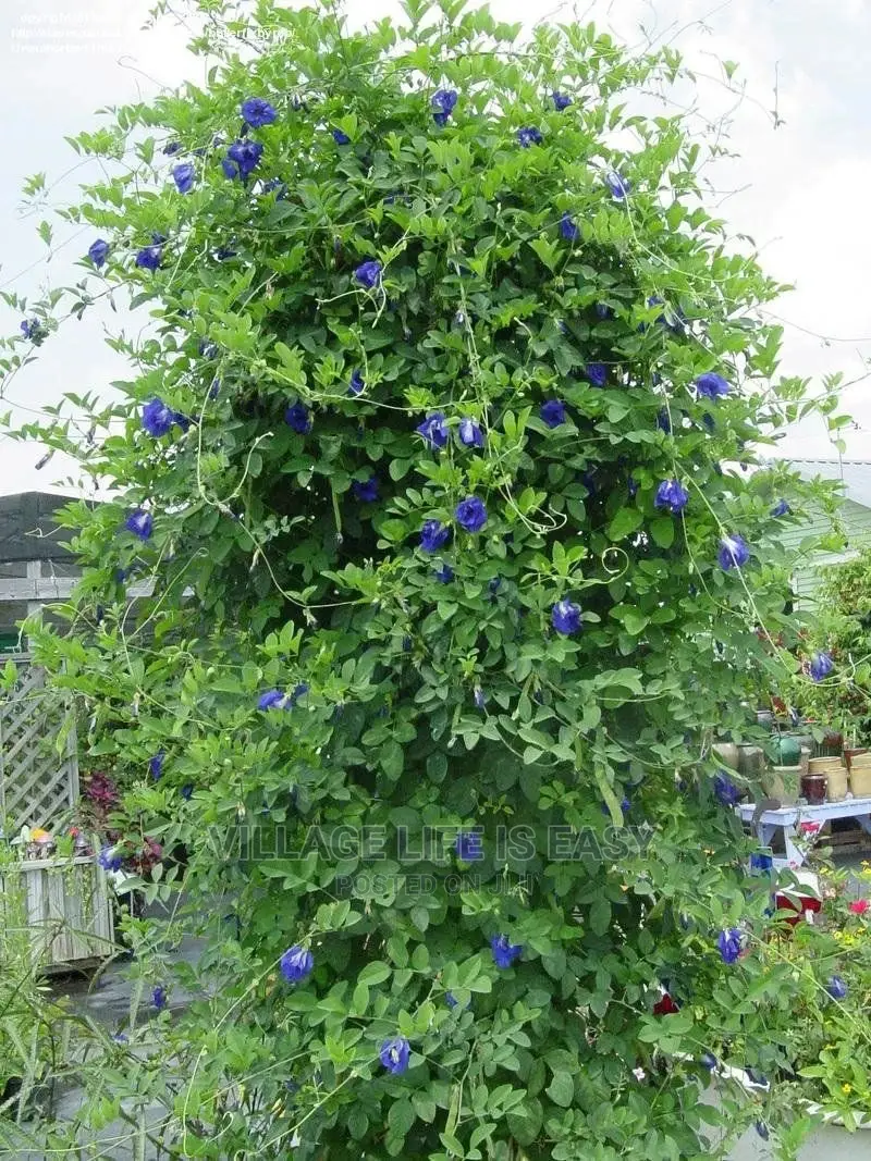 Blue Butterfly Pea Seed for Sale