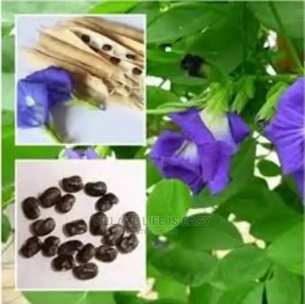 Blue Butterfly Pea Seed for Sale