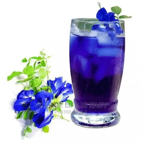 Blue Butterfly Pea Seed for Sale