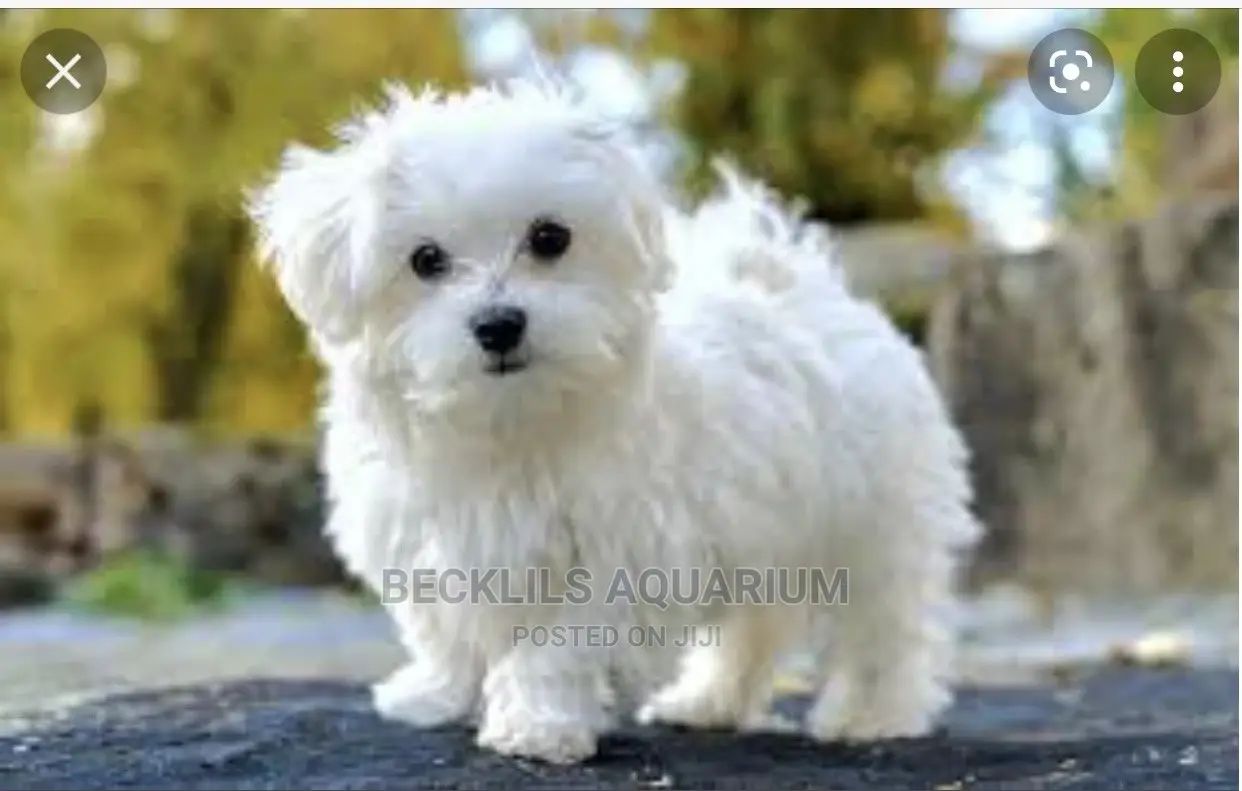 1-3 months Male Purebred Maltese