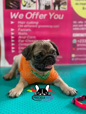 Pug Life Clothings