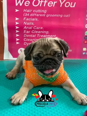 Pug Life Clothings