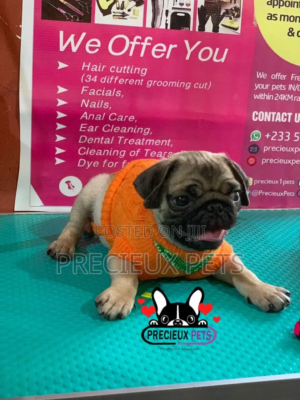 Pug Life Clothings