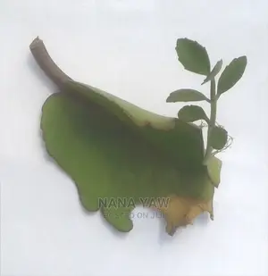 Tameawu Life Plant Susumasa Fertility Plant