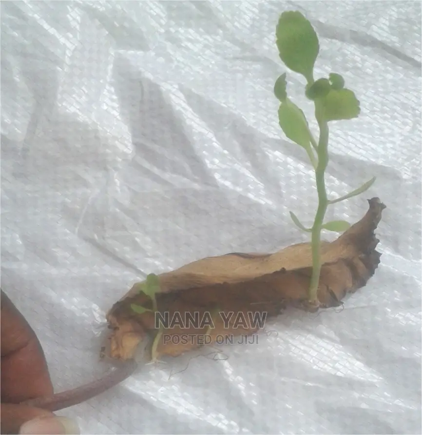 Tameawu Life Plant Susumasa Fertility Plant