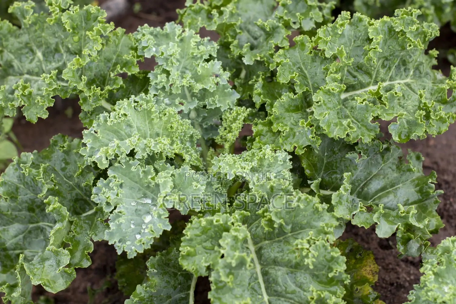Curly Kale Seedling