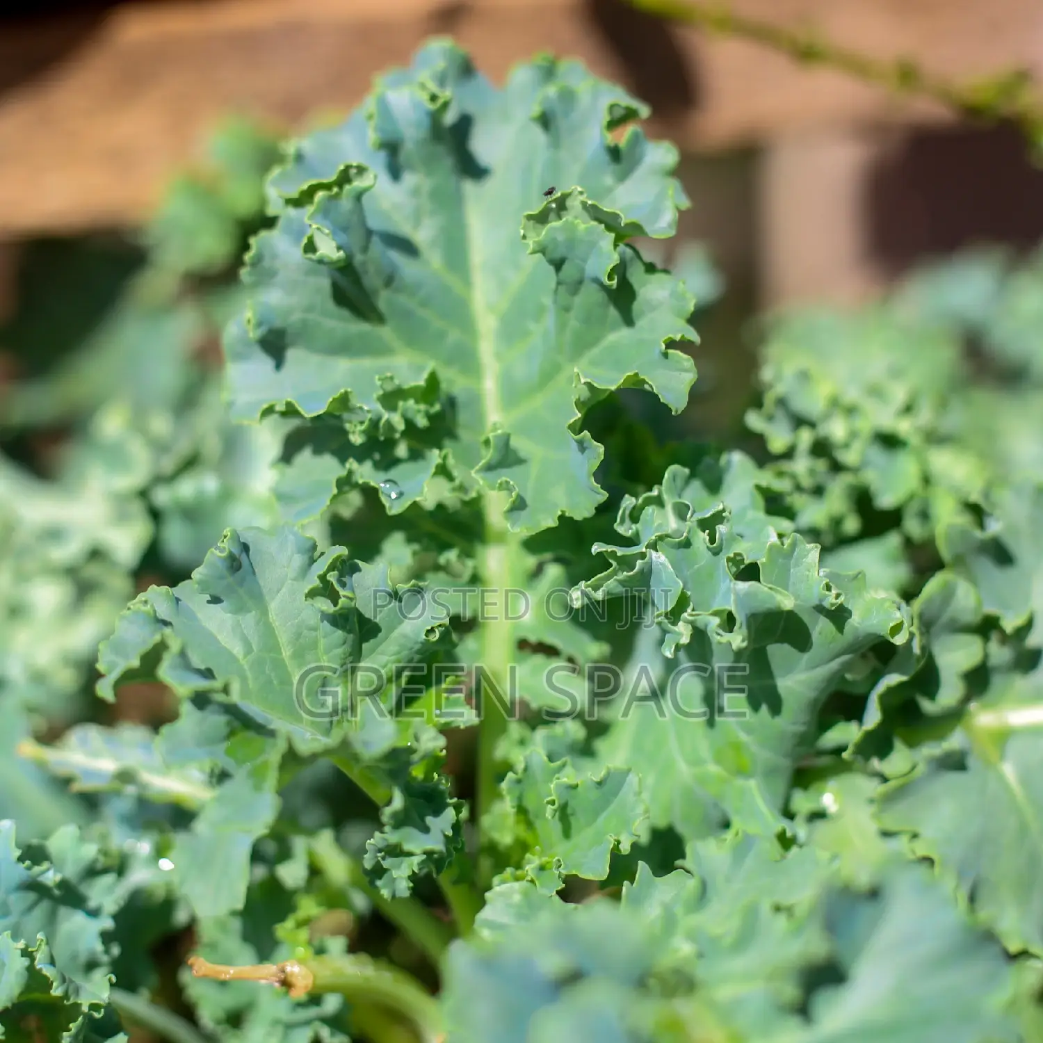 Curly Kale Seedling
