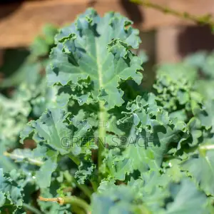 Curly Kale Seedling