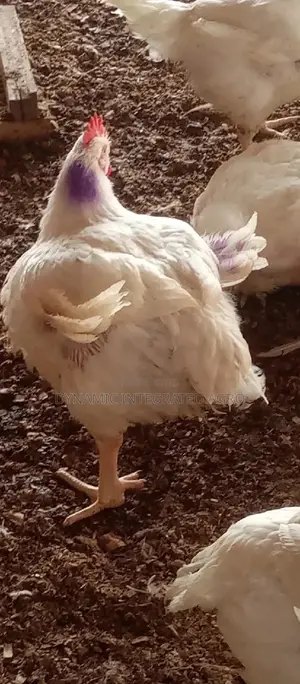 Matured Broilers
