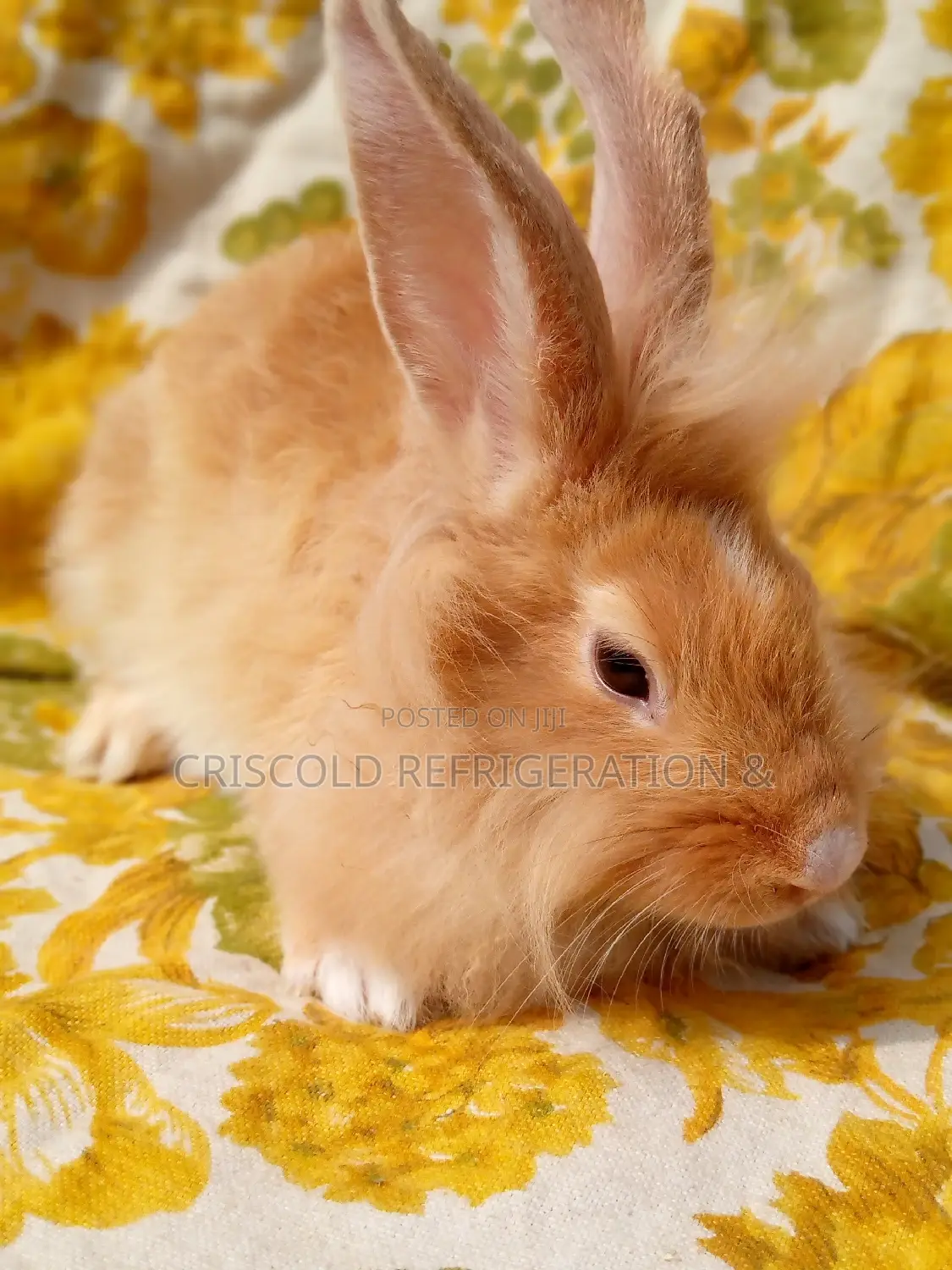Rabbits for Sale