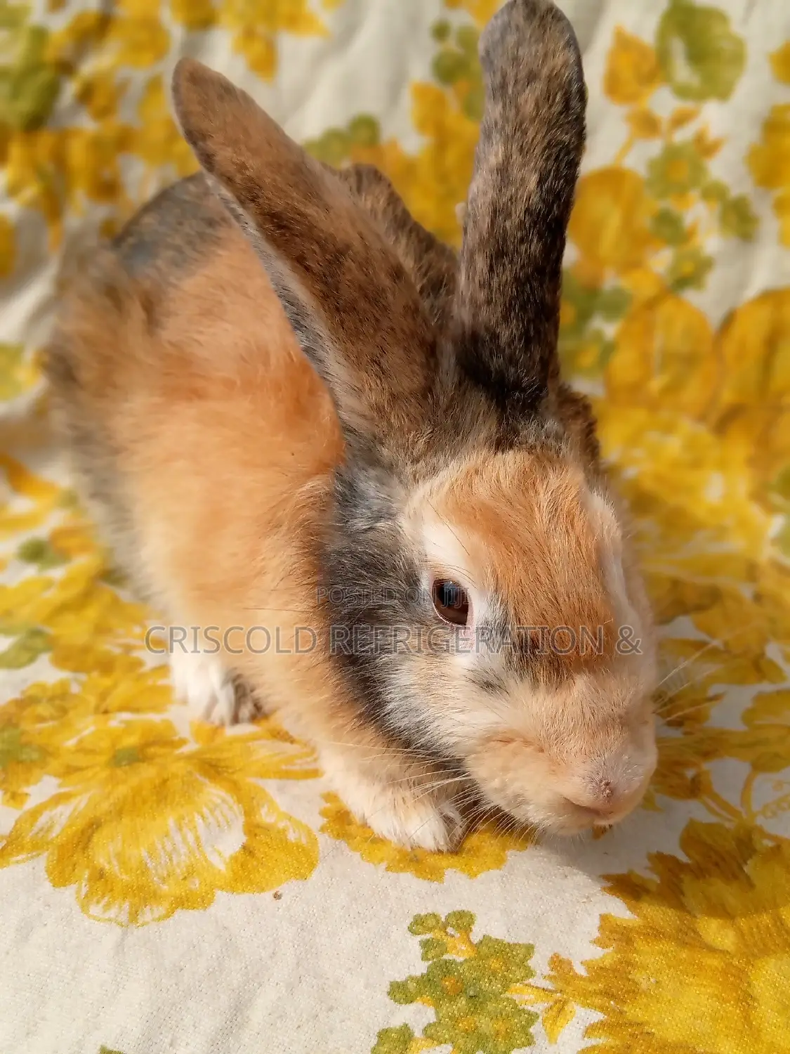 Rabbits for Sale