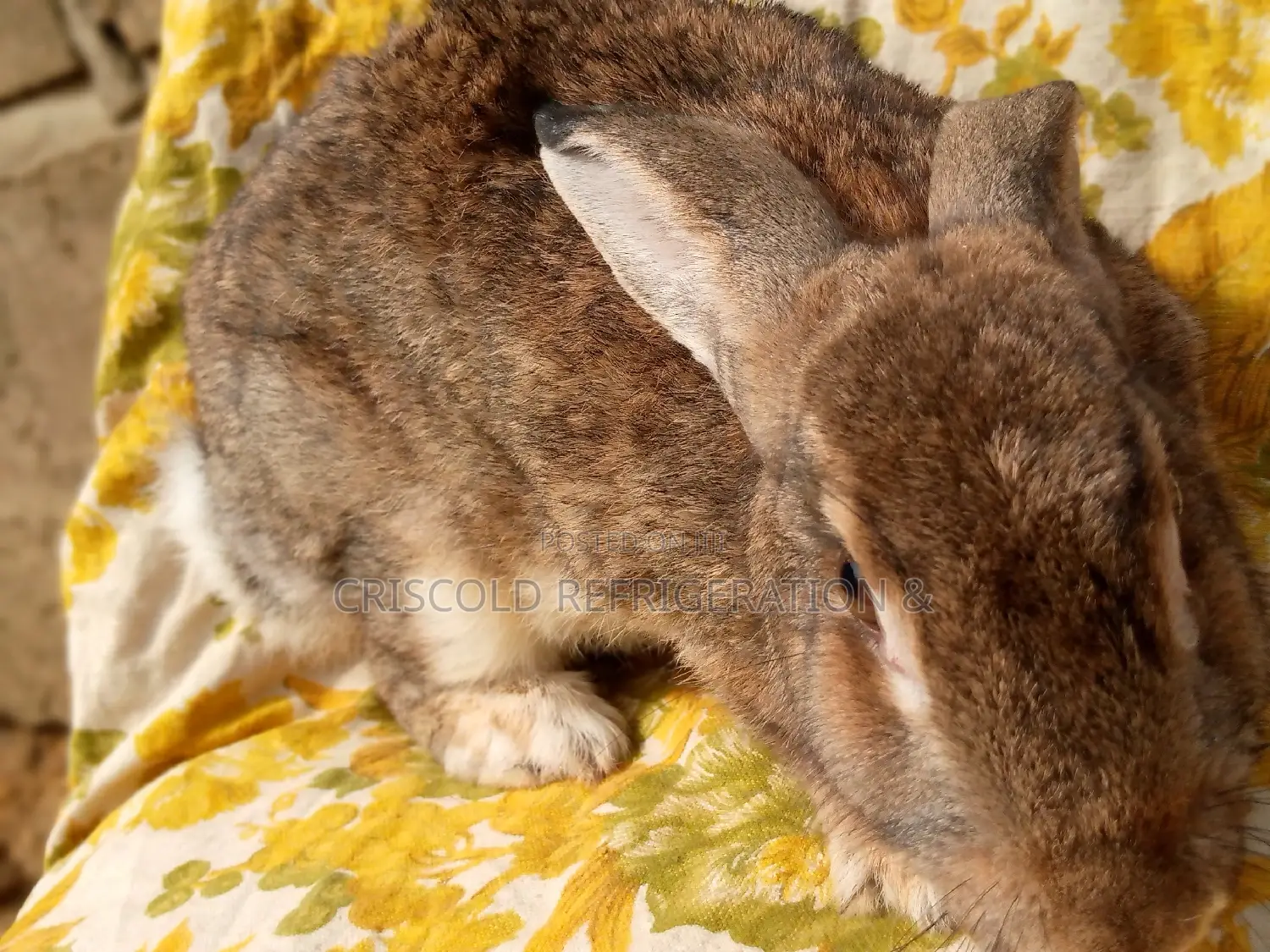 Rabbits for Sale