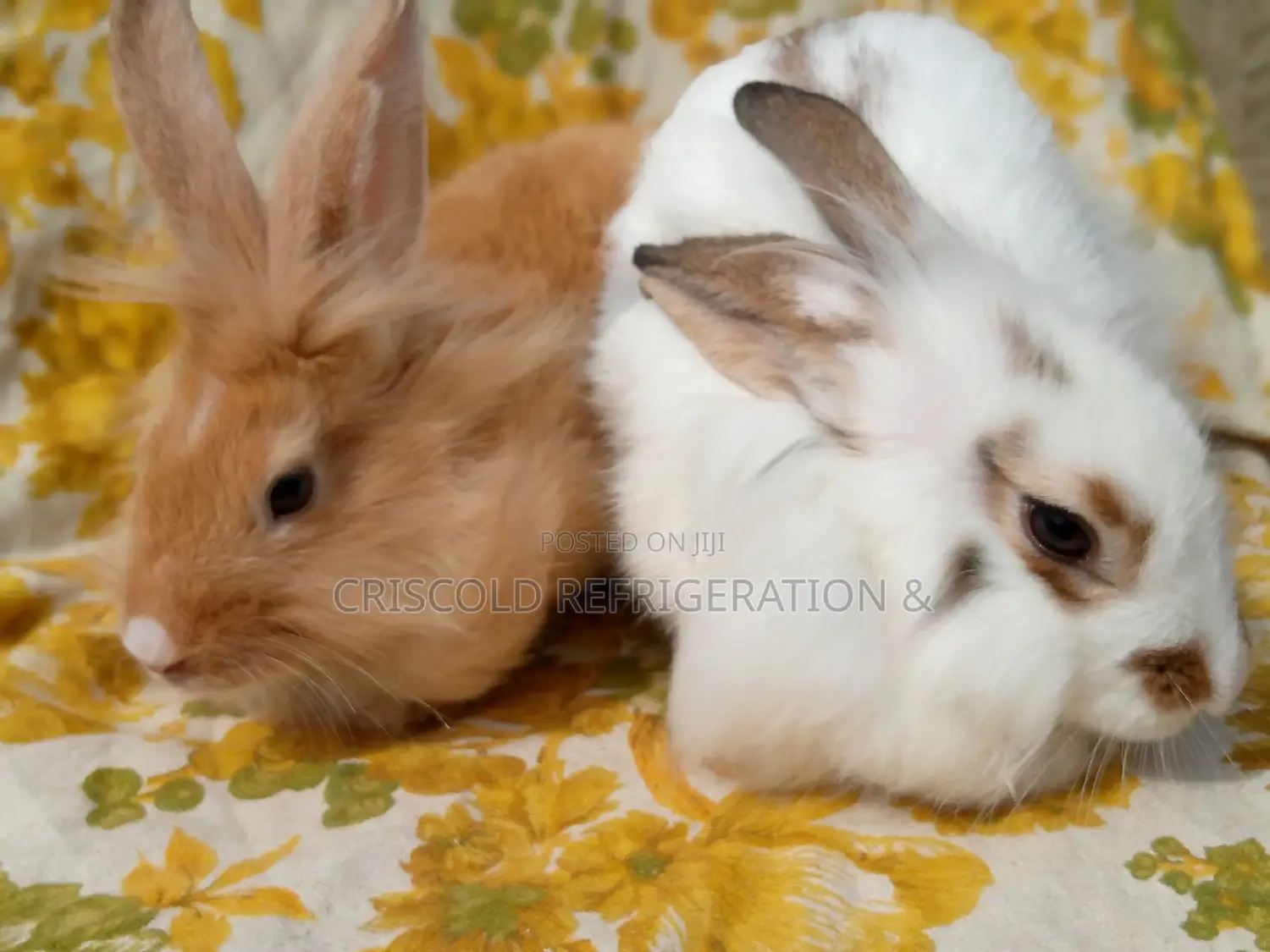 Rabbits for Sale