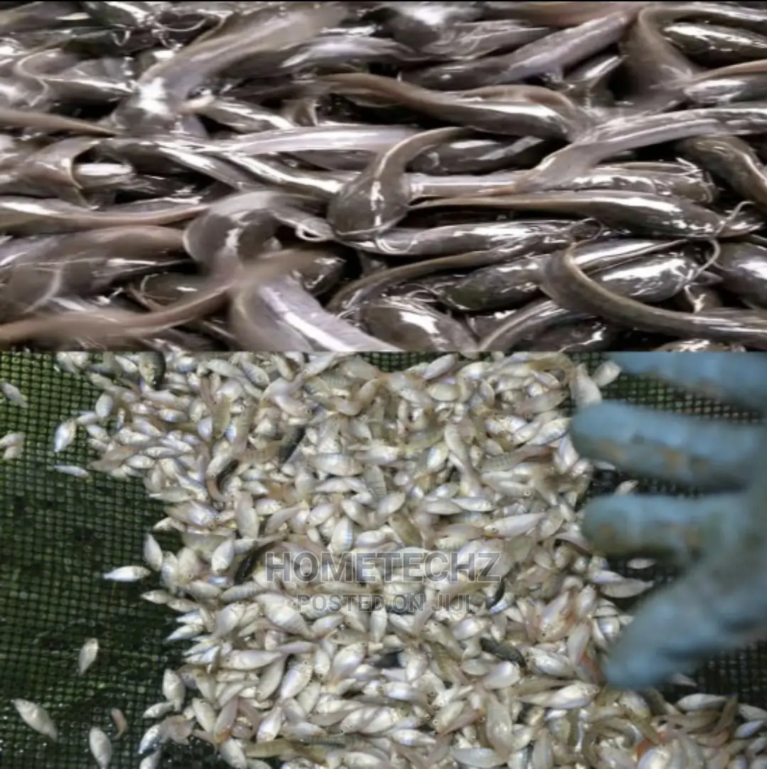 Fast Growing Catfish Juveniles, Fingerlings And Tilapia
