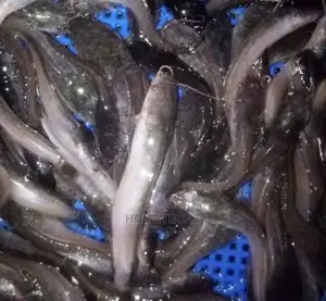 Fast Growing Catfish Juveniles, Fingerlings And Tilapia