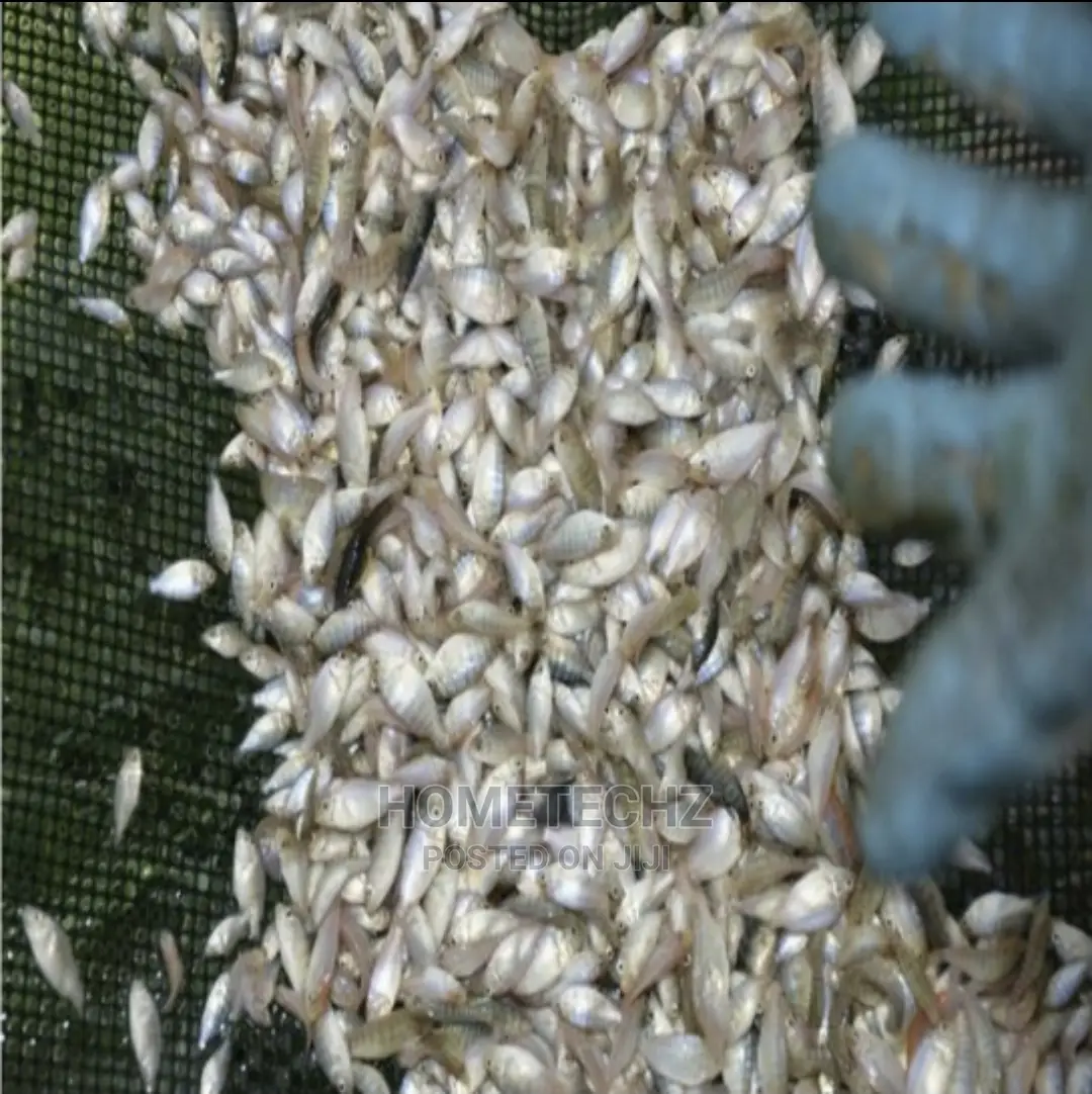 Fast Growing Catfish Juveniles, Fingerlings And Tilapia