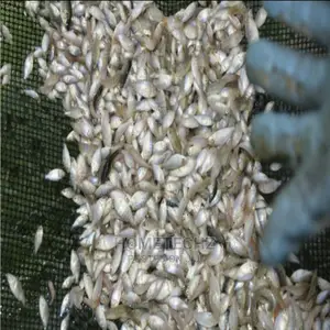 Fast Growing Catfish Juveniles, Fingerlings And Tilapia