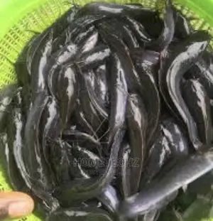 Fast Growing Catfish Juveniles, Fingerlings And Tilapia