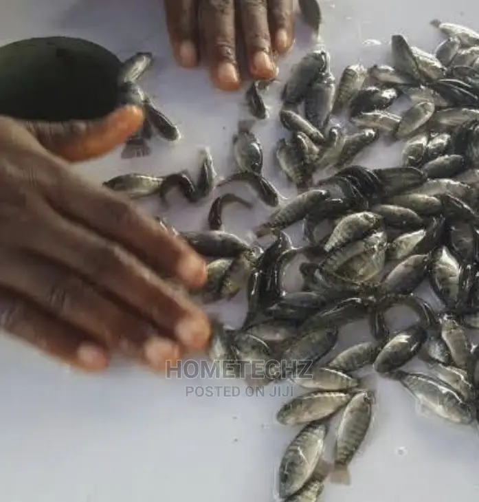 Fast Growing Catfish Juveniles, Fingerlings And Tilapia