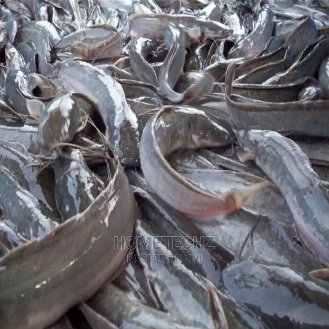 Fast Growing Catfish Juveniles, Fingerlings And Tilapia