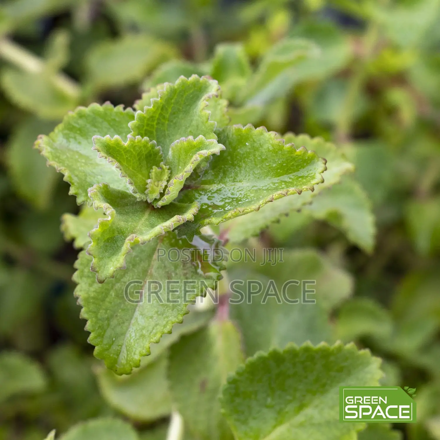 Oregano Seedling