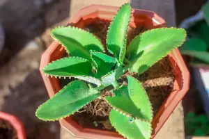 Potted Mother of Thousands