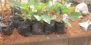 Miracle Leaf Or Life Plant