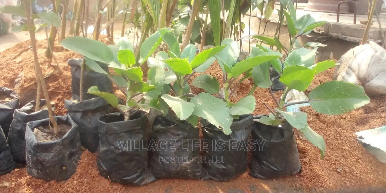 Miracle Leaf Or Life Plant