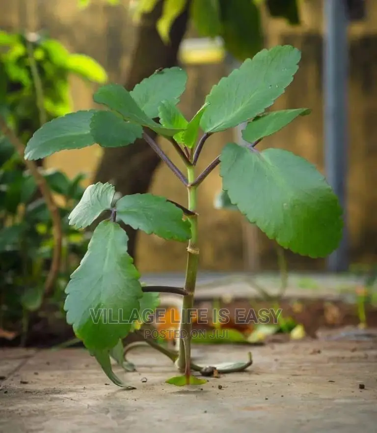 Miracle Leaf Or Life Plant