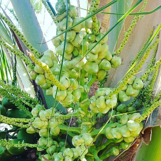 Get Certified Healthy Seedlings