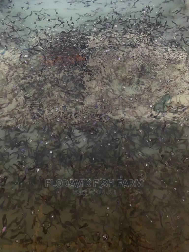 Catfish Juvenile Fingerlings