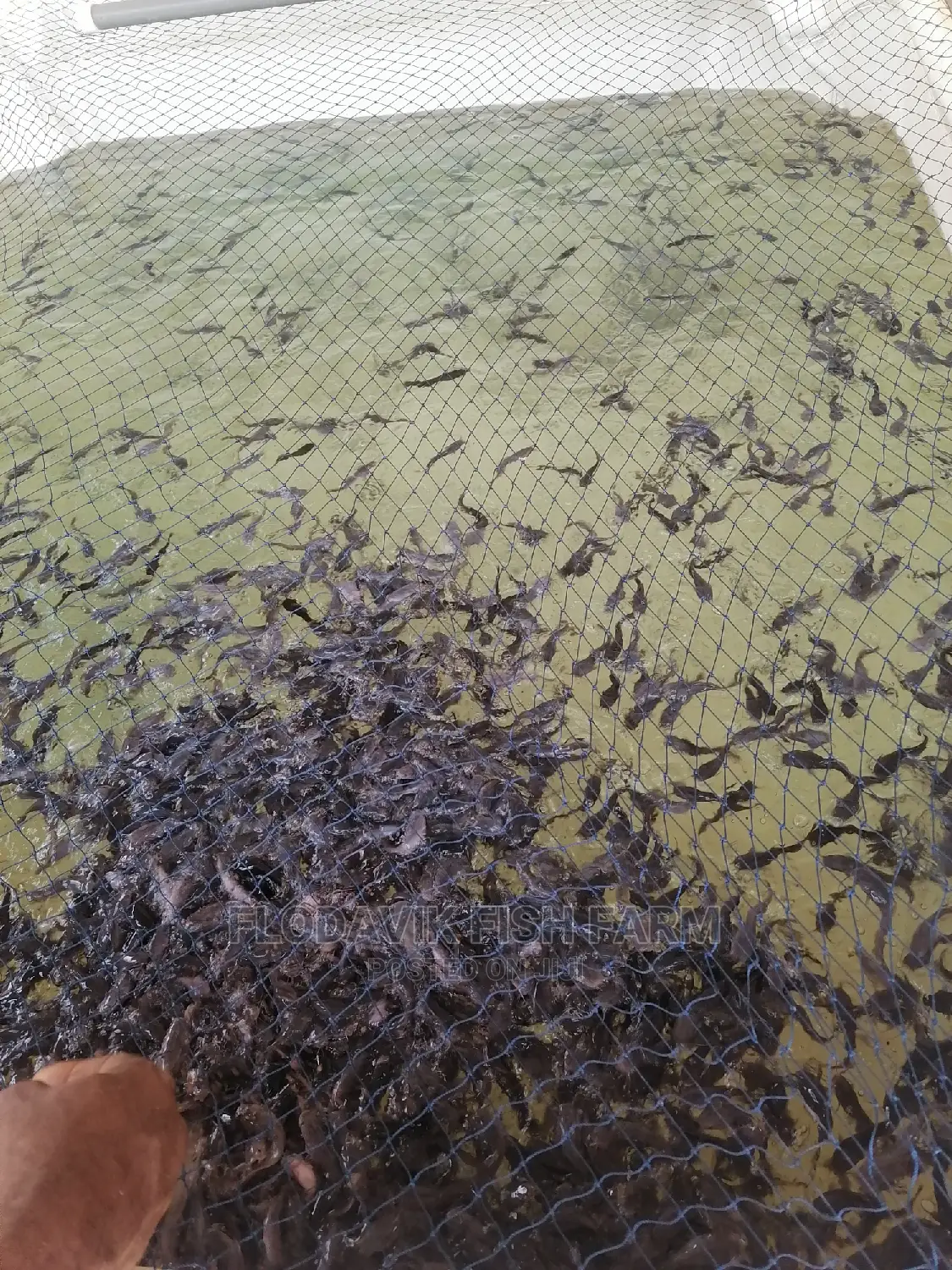 Catfish Juvenile Fingerlings