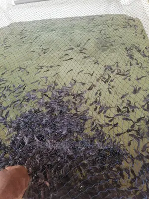 Catfish Juvenile Fingerlings